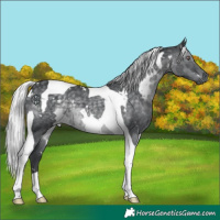Horse Color:White Spotted Silver Black Chinchilla Tobiano 