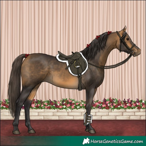 Horse Color:Buckskin