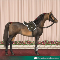 Horse Color:Buckskin 