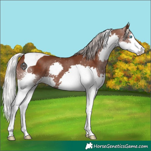 Horse Color:Silver Black Splash Tobiano
