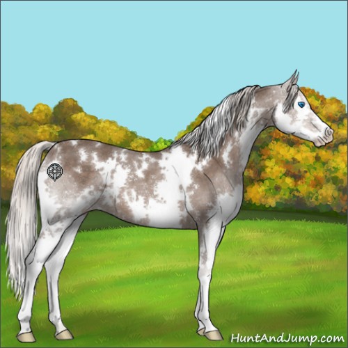 Horse Color:White Spotted Silver Black Splash 