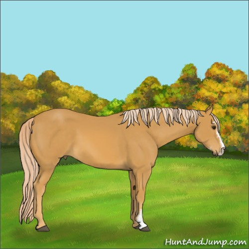 Horse Color:Unknown 