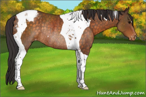 Horse Color:Buckskin Tobiano Appaloosa Rabicano 