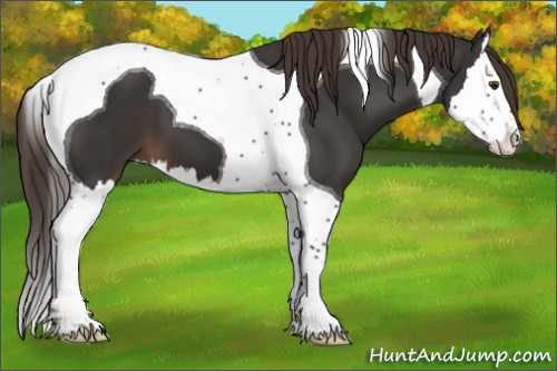 Horse Color:Liver Chestnut Splash Tobiano 