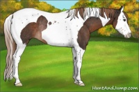 Horse Color:Liver Chestnut Splash Tobiano Rabicano