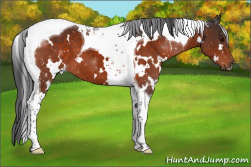 Horse Color:White Spotted Brown Tobiano 