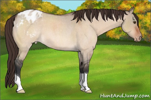 Horse Color:Brown Roan Dun Appaloosa 