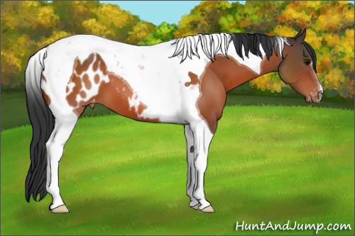 Horse Color:Bay Tobiano Appaloosa 