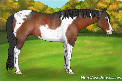 Horse Color:Brown Sabino Tobiano Rabicano 