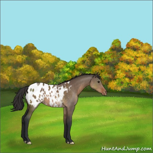 Horse Color:Brown Dun Appaloosa 