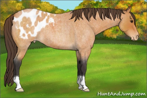 Horse Color:Buckskin Roan Appaloosa 