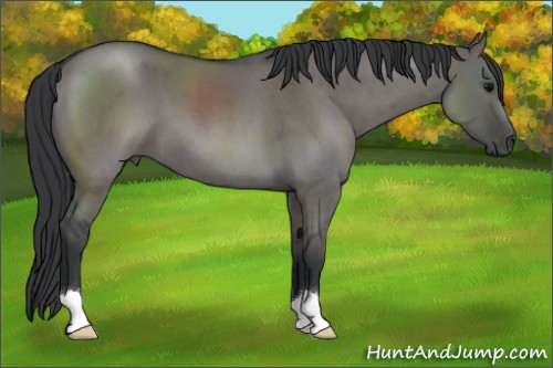 Horse Color:Grullo Roan 