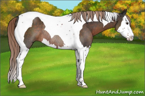 Horse Color:Liver Chestnut Splash Tobiano Rabicano 
