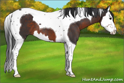 Horse Color:Brown Splash Tobiano 