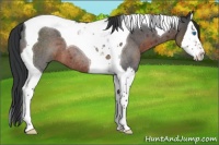 Horse Color:Brown Roan Splash Tobiano 