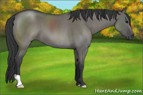 Horse Color:Grullo Roan 