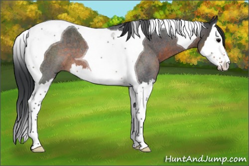 Horse Color:Brown Roan Splash Tobiano 