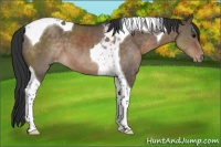 Horse Color:Brown Dun Tobiano Appaloosa 