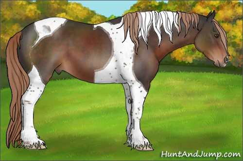 Horse Color:Liver Chestnut Tobiano 
