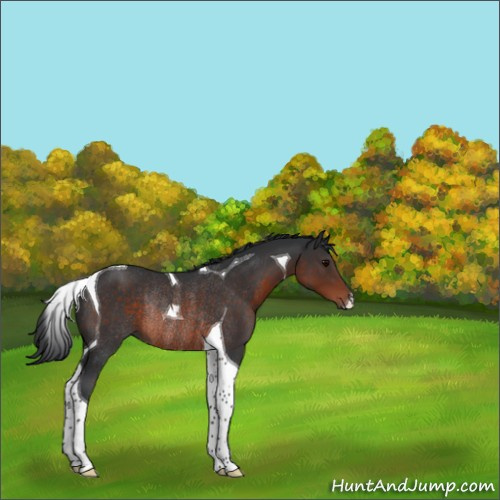 Horse Color:Brown Tobiano Rabicano 