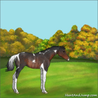 Horse Color:Brown Tobiano Rabicano