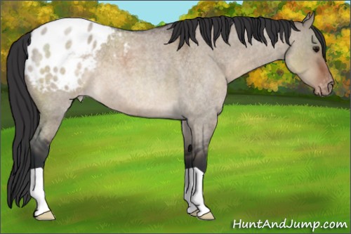 Horse Color:Brown Roan Dun Appaloosa 