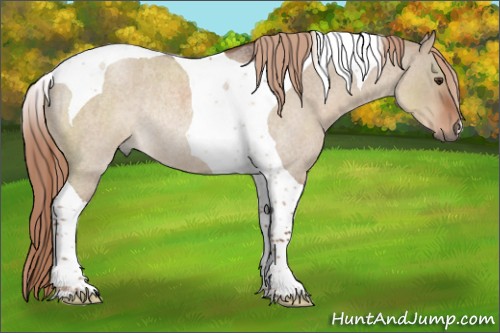 Horse Color:Liver Red Dun Roan Tobiano Rabicano 