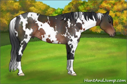 Horse Color:White Spotted Brown 