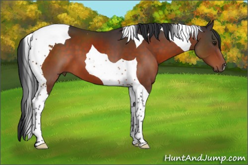 Horse Color:Brown Tobiano 