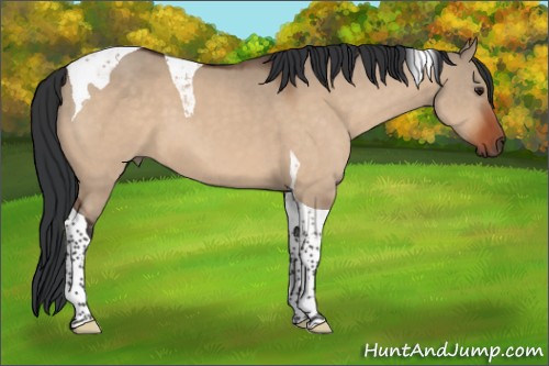 Horse Color:Bay Dun Tobiano 
