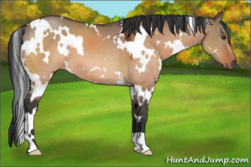 Horse Color:White Spotted Brown Dun 