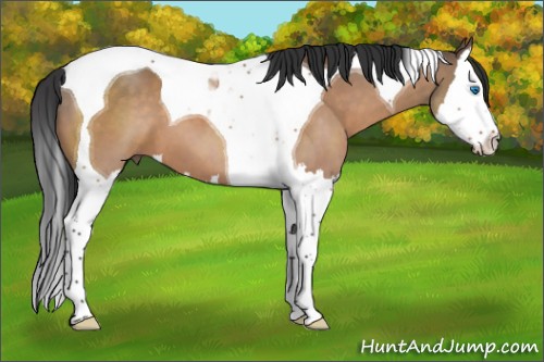 Horse Color:Brown Dun Splash Tobiano 
