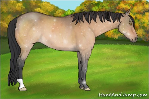 Horse Color:Brown Dun 