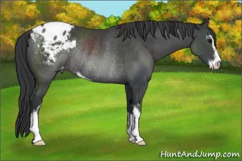 Horse Color:Black Sabino Appaloosa Rabicano 