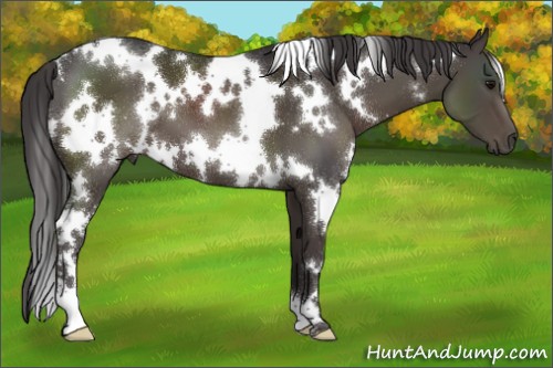 Horse Color:White Spotted Smoky Black 