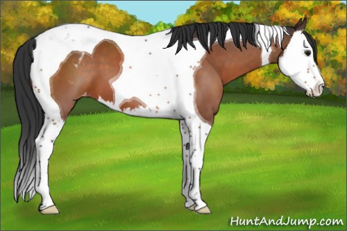 Horse Color:Brown Splash Tobiano Appaloosa 