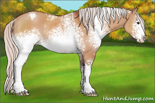 Horse Color:White Spotted Silver Brown Dun Appaloosa Rabicano 