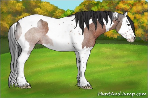 Horse Color:Brown Roan Splash Tobiano 