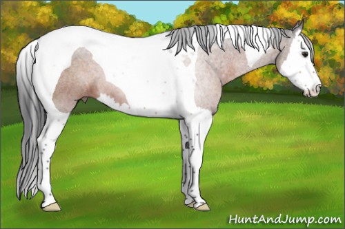 Horse Color:Brown Sabino Splash Tobiano 
