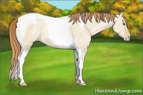 Horse Color:Smoky Grullo Pearl Tobiano 