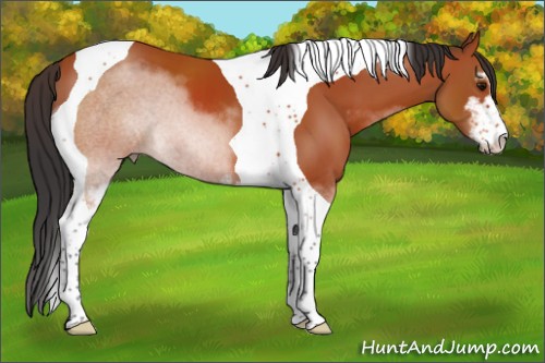 Horse Color:Bay Sabino Tobiano 