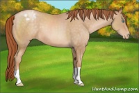 Horse Color:Buckskin Pearl Appaloosa
