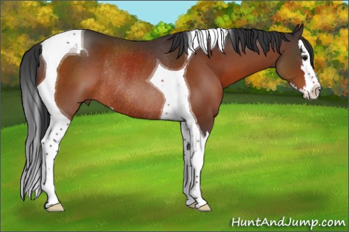Horse Color:Brown Sabino Splash Tobiano Rabicano 