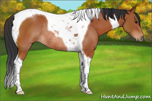 Horse Color:Bay Tobiano Rabicano 