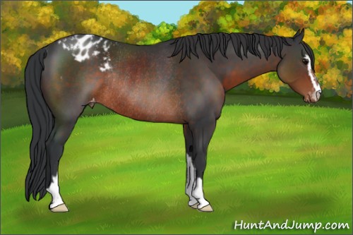 Horse Color:Brown Sabino Appaloosa Rabicano 