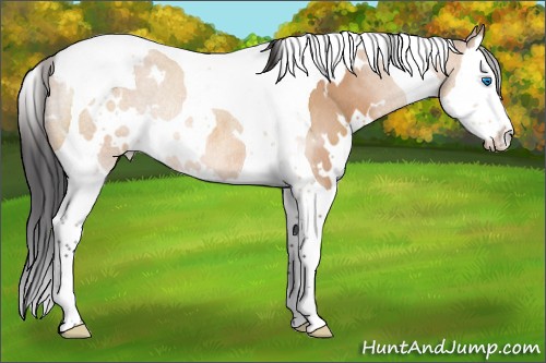 Horse Color:White Spotted Bay Dun Splash Tobiano Rabicano 