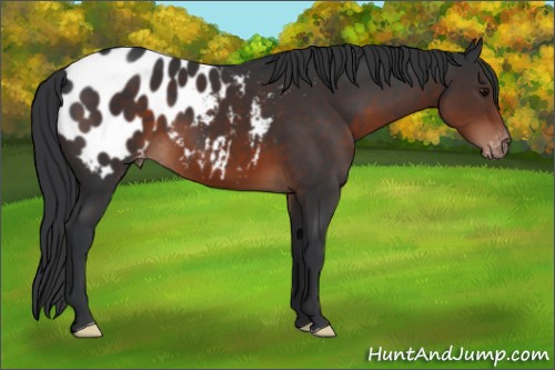 Horse Color:Brown Appaloosa 