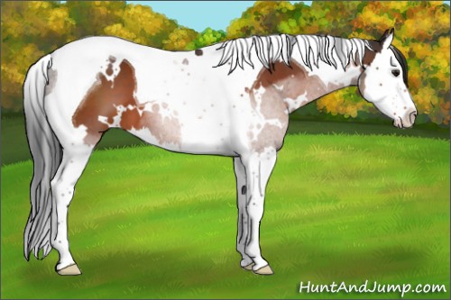 Horse Color:White Spotted Brown Splash Tobiano 