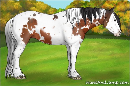 Horse Color:White Spotted Bay Splash Tobiano 