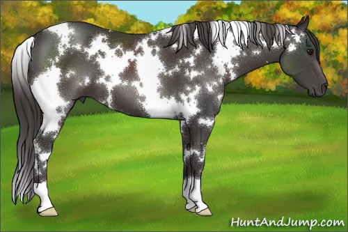 Horse Color:White Spotted Smoky Black 
